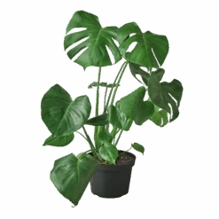 Philodendron Monstera Split-Leaf 8 Philodendron Monstera Split-Leaf -Jungalow 8 MONSTERA 1 1800x1800 removebg preview