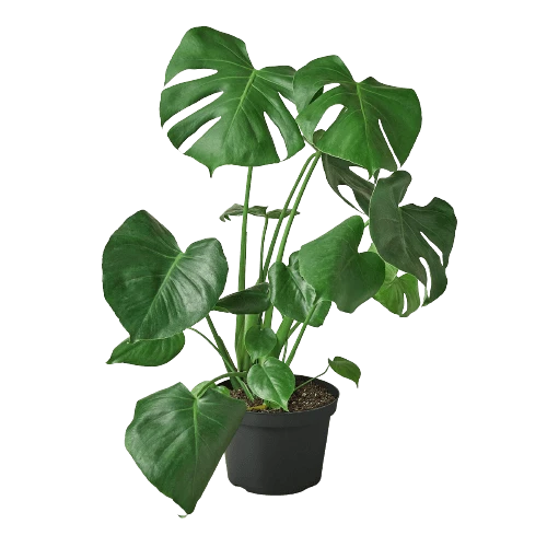 Philodendron Monstera Split-Leaf 5 Philodendron Monstera Split-Leaf - Image 3
