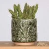 Cactus Planter -Jungalow CACTUSPLANTER