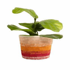 Dawn Ombre Planter
