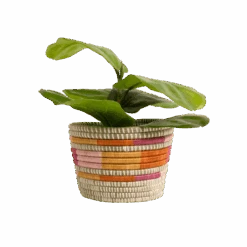 Sunrise Brights Planter