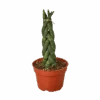 Snake Plant Braided