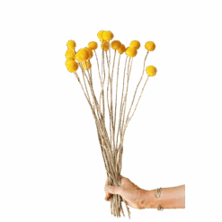 Jungalow -Jungalow dried yellow billy balls 28039433125940 PhotoRoom