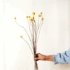 Lotte Dried Yellow Billy Ball Bouquet -Jungalow dried yellow billy balls best dried flowers and dried bouquets 30596750049332 PhotoRoom