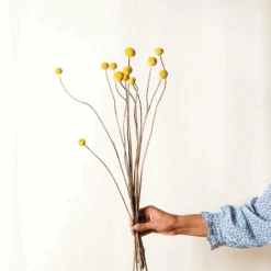 Lotte Dried Yellow Billy Ball Bouquet