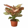 Aglaonema -Jungalow evergreenplant