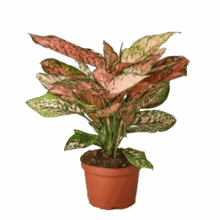 Aglaonema