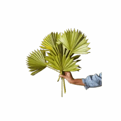 Jungalow -Jungalow green sun palms best dried flowers and dried bouquets 30596691427380 PhotoRoom