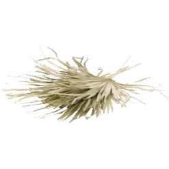 Jungalow -Jungalow natural fringe palm best dried flowers and dried bouquets 30552903319604 PhotoRoom