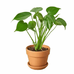 Philodendron Monstera Split-Leaf 9 Philodendron Monstera Split-Leaf -Jungalow plant1