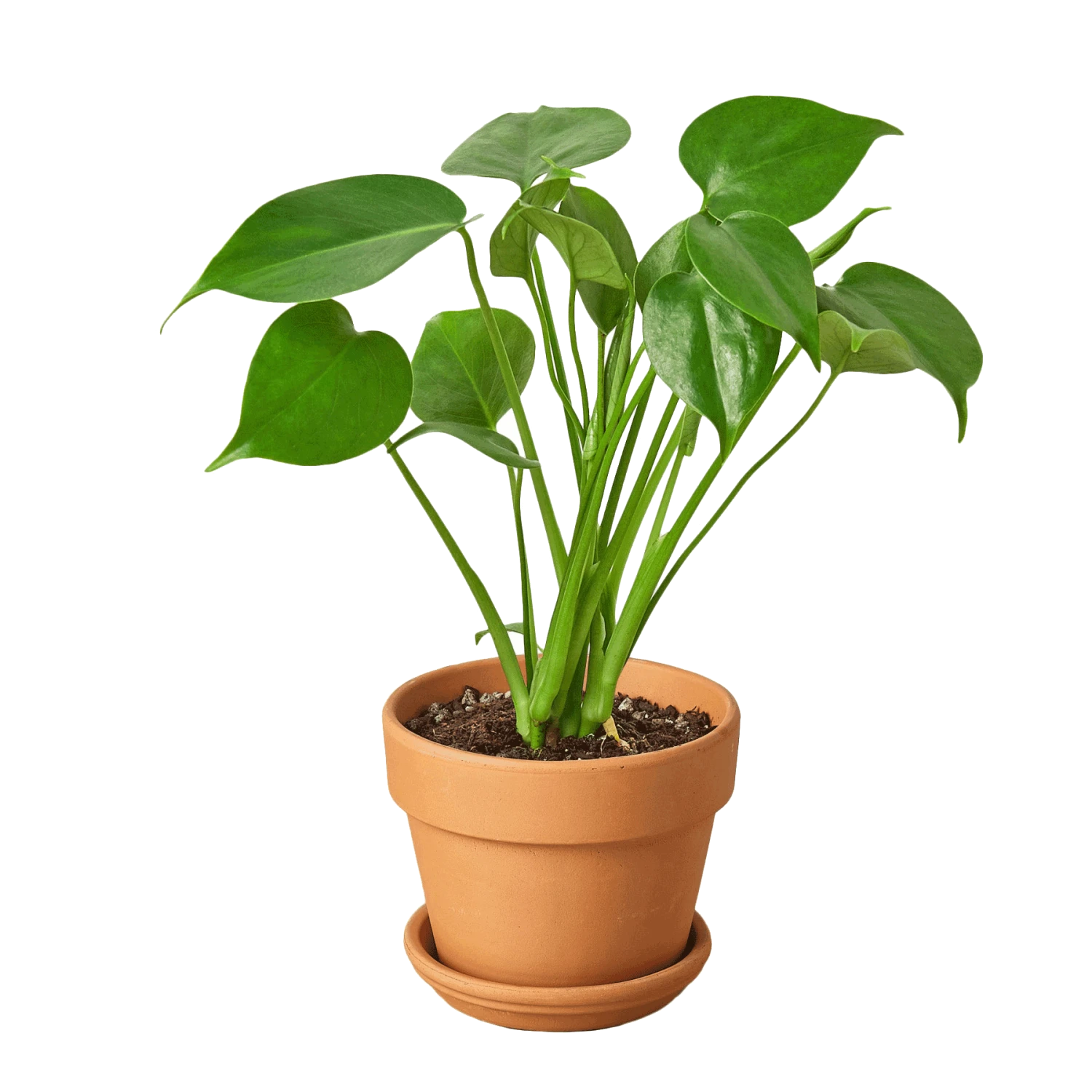 Philodendron Monstera Split-Leaf 6 Philodendron Monstera Split-Leaf - Image 4
