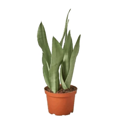 Snake Plant Moonshine