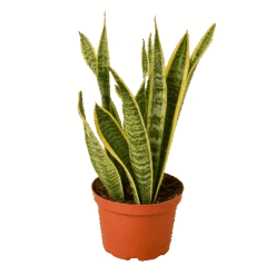Snake Plant Laurentii