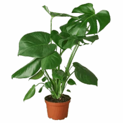 Philodendron Monstera Split-Leaf