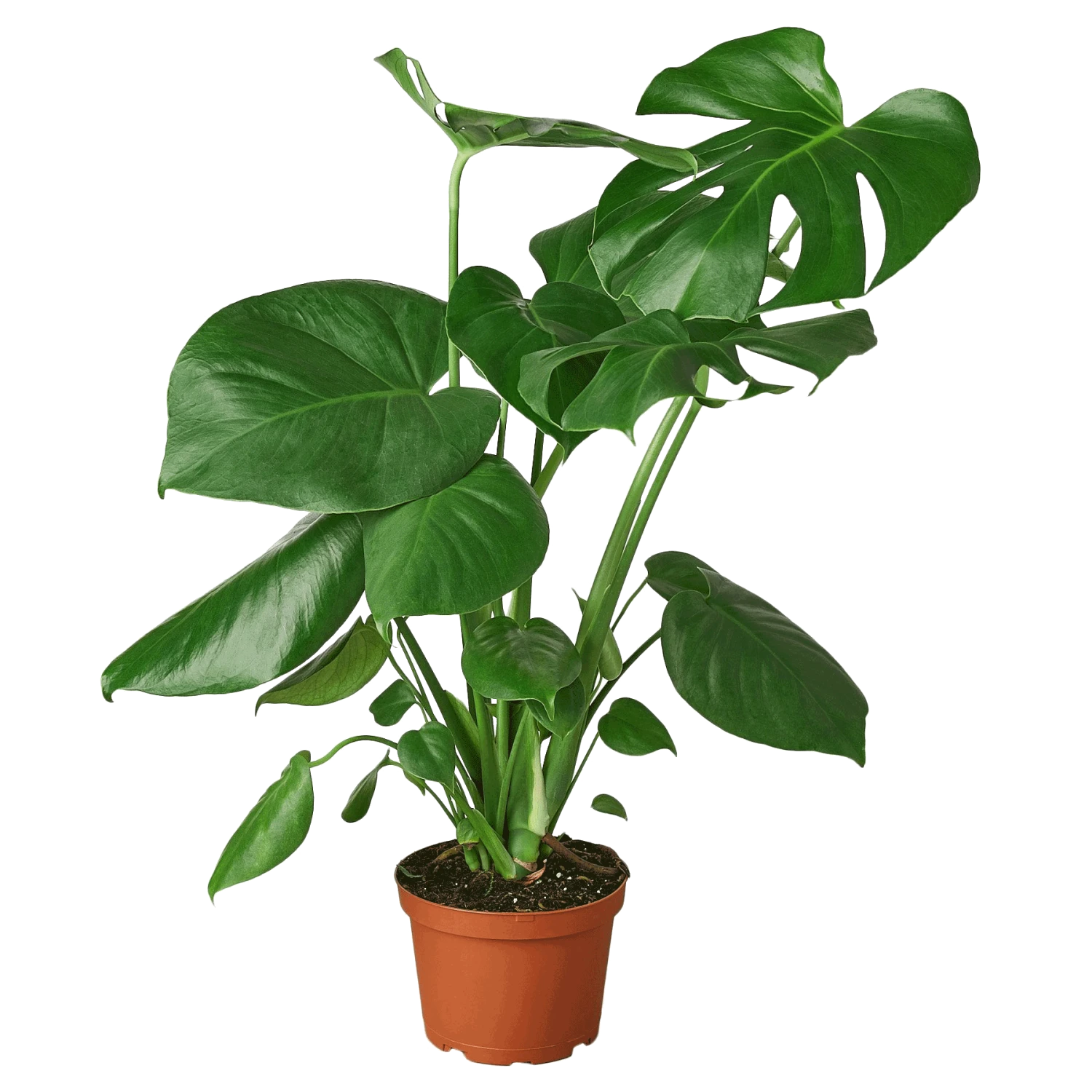 Philodendron Monstera Split-Leaf 3 Philodendron Monstera Split-Leaf